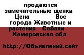 продаются замечательные щенки › Цена ­ 10 000 - Все города Животные и растения » Собаки   . Кемеровская обл.